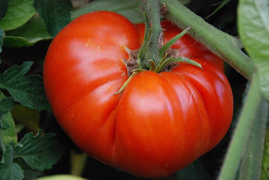 Red (Beefsteak tomato) for planting in garden